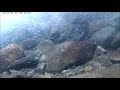 【🐟渓流水中魚動画】奥秩父　中津川渓谷