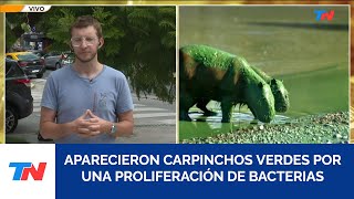 ENTRE RÍOS I Los carpinchos son víctimas de las cianobacterias: entran al agua y salen verdes