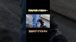 【甲斐犬】どこ行ってきたの？