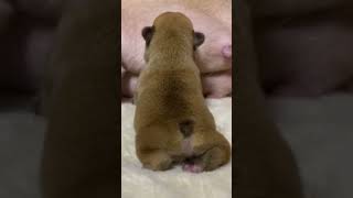 【子犬】もめばもむほどお乳が出ます　フレンチブルドッグ 赤ちゃんfrenchbulldog仔犬