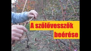 A szőlővesszők érése - az érett vesszők jellemzői