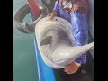 Fishermen release finless porpoise after catching it by mistake