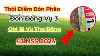 THỜI ĐIỂM BÓN PHÂN ĐÓN ĐÒNG | OM 18 VỤ 3 |nguyễn tới st