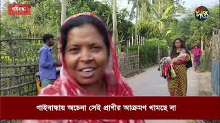 গাইবান্ধায় অচেনা সেই প্রাণীর আক্রমণে আতঙ্কে এলাকাবাসী | Gaibandha | Deepto News