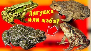 ЧЕМ отличается ЛЯГУШКА от ЖАБЫ,  вы точно не знали это о жабе