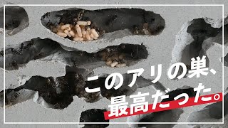 [Formica japonica ] How to make a vertical plaster nest # 3 Moving edition [Antkeeping]