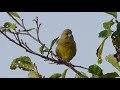 greenfinch call and song