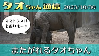 タオちゃん通信2023/10/30　#円山動物園 #アジアゾウ