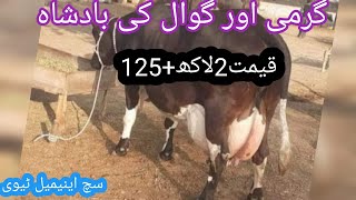 cholistani friesian cross cow | cholistani cross cow | cholistani cow | such animal tv |