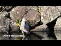 【4k】アオサギ grey heron ardea cinerea 首の模様