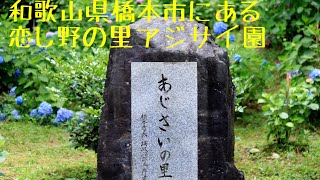 和歌山県橋本市にある、恋し野の里アジサイ園。#橋本市　#恋し野の里アジサイ園