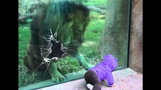 Животные Нападают в Зоопарке на Людей | Подборка | Приколы