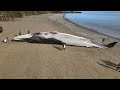 NoComment | El cadáver de una ballena azul aparece en una playa del sur de Chile