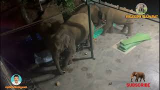 Elephants search Food உணவு தேடும் யானைகள் உணவுக்காக குன்னூர் பள்ளிவாசலுக்குள் புகுந்த யானைக் கூட்டம்