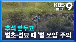 [날씨와 생활] 추석 앞두고 벌초·성묘 때 ‘벌 쏘임’ 주의 / KBS  2022.09.02.