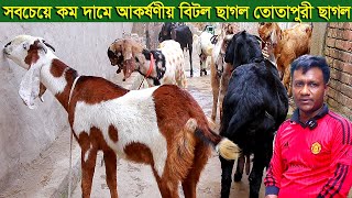 সবচেয়ে কম দামে আকর্ষণীয় বিটল তোতাপুরী ছাগল goat farm