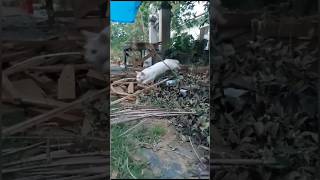 സ്ലോ മോഷനിൽ വാടാ 🐈😺😉🤪#shorts#viral#trending #shortsviral#funny #shortvideos#cat #viralvideos#comedy