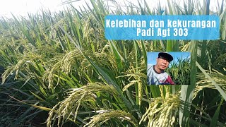 Apa keunggulan dan kekurangan padi AGT 303 - Simak ulasannya!