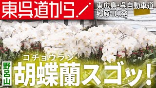 【呉市・郷原IC】胡蝶蘭を見に野呂山まで行ってきました【はなぞの野呂高原】