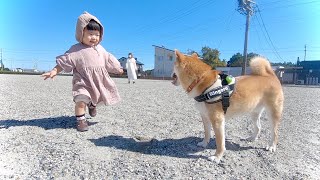 自由気ままな柴犬を「まてぇ〜い」と追いかけ続ける娘がいた