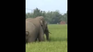 wild elephant attacking #wild animals attacking