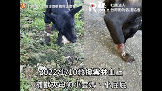 捕獸夾截肢狗狗回到家！報案人收編！【感謝認養】2022/1/24雲林捕獸夾母狗 小雲媽 小屁屁 結紮回雲林---送走兩隻又來兩隻