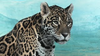 ジャガー の『ルース』 (天王寺動物園) 2019年11月20日