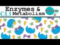 (C1.1) - Enzymes & Metabolism - IB Biology (SL/HL)