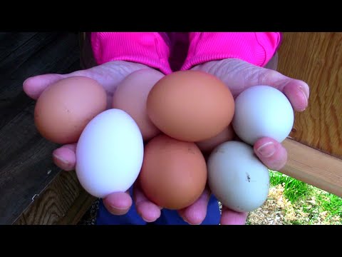 Can you incubate eggs on their side?