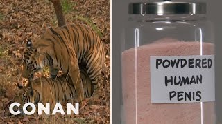 Tigers Are Making A Comeback | CONAN on TBS