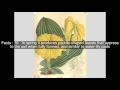 costus spectabilis top 11 facts