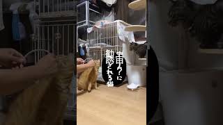 宇宙人に勧誘される猫　#shorts  #ねこさか  #ねこ  #保護猫達の日常 #cat