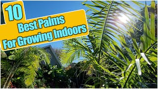 Top 10 Best Palm Trees To Grow Indoors