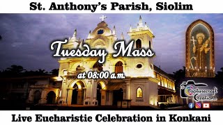 Tuesday Konkani Mass Live at 8.00am, 4th Feb 2025 | St Anthony's Church Siolim