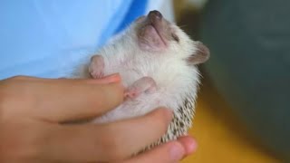 超気持ち良さそうハリネズミマッサージ　【2:59】から眠たそう ハリネズミの日常その4 hedgehog massage