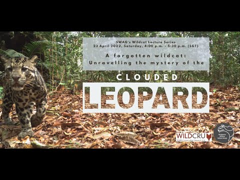 Wildcat Lecture 11 Clouded Leopard Youtube