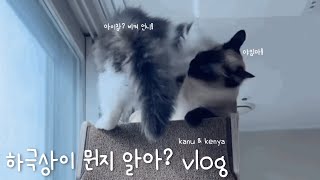 [카누케냐VLOG] 자매싸움은 일방적이다 | 하극상고양이