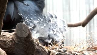 Victoria crowned pigeon chick.Mom's crown is annoying.オウギバト親子。顔に羽根が...。