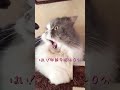 すないぱーvsガブリねこ