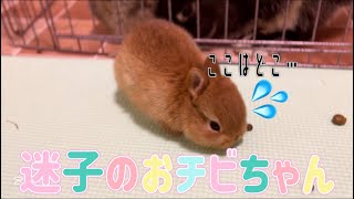 【うさぎ】すり抜けてしまう赤ちゃんうさぎ【ネザーランドドワーフ】