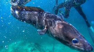 ΠΑΘΑΜΕ ΣΟΚ! Μουγκρί ΤΕΡΑΣ στα ΡΗΧΑ! - We were SHOCKED! Gongre Beast EEL in SHALLOW WATERS!