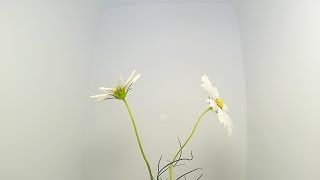 【花の開花#155】白いコスモスの開花