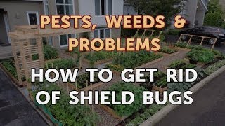 How to Get Rid of Shield Bugs