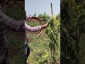 first year mango pruning ಮೊದಲನೇ ವರ್ಷದ ಮಾವಿನ ಗಿಡದ ಕಟಿಂಗ್ ಮಾಡುವ ವಿಧಾನ