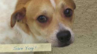 Please Help Save Yogi By February 16th!