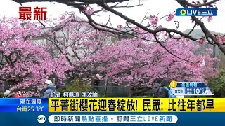 平菁街櫻花迎春綻放! 櫻花盛開近八成 民眾: 比往年都早 雪線下修至800m 陽明山二子坪\