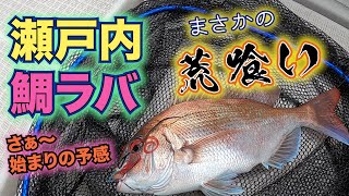 梅雨鯛ラバ高活性！産卵後回復の兆しが！？バイト頻発！荒喰い真鯛！