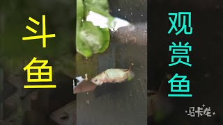 斗鱼🐟交配过程 1