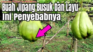 Penyebab Batang Labu Siam Mati Dan Berbuah Busuk