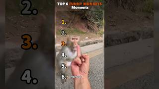 Ranking Best Funny Monkeys Moments😂😂😂😂